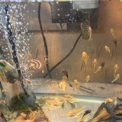 問い合わせ多数の為
一旦止めます。ブッシュプレコとゴールデンミニブッシュの画像