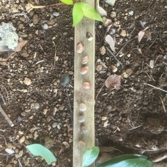 マテバシイ　どんぐり　？　　苗　潮来市　茨城県　神栖市の画像