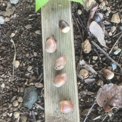 マテバシイ　どんぐり　？　　苗　潮来市　茨城県　神栖市の画像