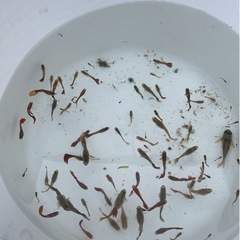 グッピーの画像