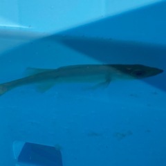 シーバス（10センチ未満）の画像