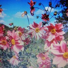 Emperor  dahlia  皇帝ダリア1輪指しの画像