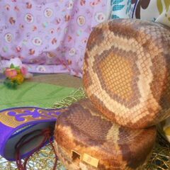 新品未使用　5.500円　沖縄三線専用ナイロンプリントチーガと胴巻きセット　二点から選択の画像