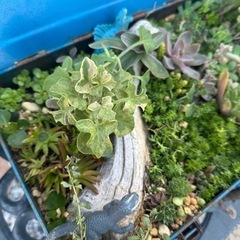 植物箱の画像