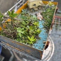 植物箱
の画像