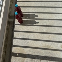 25キューブ水槽とオマケエビの画像