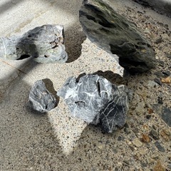 25キューブ水槽とオマケエビの画像