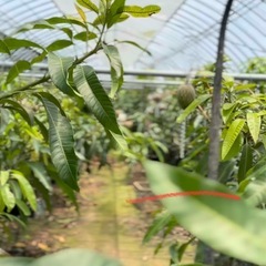 マンゴー成木×60株の画像