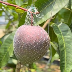 マンゴー成木×60株の画像