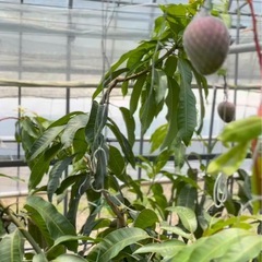 マンゴー成木×60株の画像