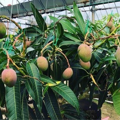 マンゴー成木×60株の画像