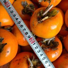 渋柿　干し柿、酒練り柿用　（しぶがき　しぶ柿　渋がき）の画像