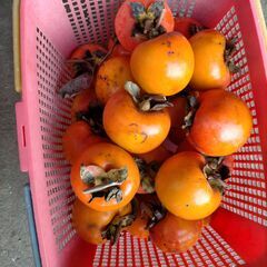 渋柿　干し柿、酒練り柿用　（しぶがき　しぶ柿　渋がき）の画像