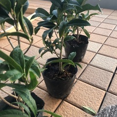 金木犀の苗　5ポットの画像