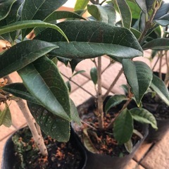 金木犀の苗　5ポットの画像