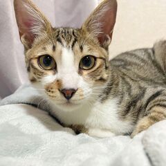 ☆修造☆猪突猛進！人大好き！猫大好き！オス【その他同時里親様募集中】