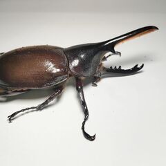特価　ヘラクレスモリシマイ105mm♂オス単品　ヘラクレスオオカブト亜種　新成虫　計1匹　完品の画像