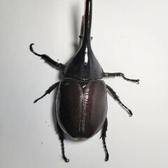 特価　ヘラクレスモリシマイ105mm♂オス単品　ヘラクレスオオカブト亜種　新成虫　計1匹　完品の画像