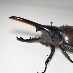 特価　ヘラクレスモリシマイ105mm♂オス単品　ヘラクレスオオカブト亜種　新成虫　計1匹　完品の画像