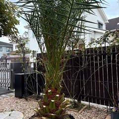 カナリーヤシ　引き取りの画像