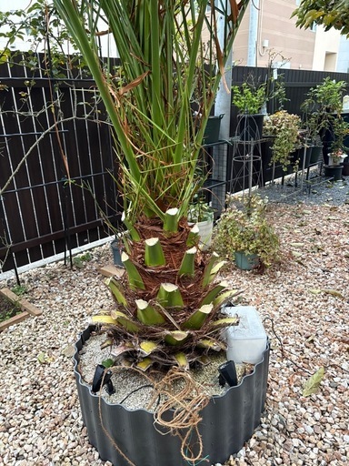 カナリーヤシ　引き取り