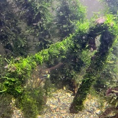 コ　の字流木にウィローモスを巻き付けの画像