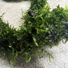 コ　の字流木にウィローモスを巻き付けの画像