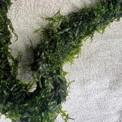 コ　の字流木にウィローモスを巻き付けの画像