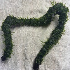 コ　の字流木にウィローモスを巻き付けの画像