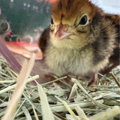 うずらの赤ちゃん4匹