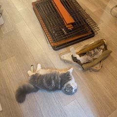 ウッドワンサークルキャット ペットけーじケージ 2段タイプの画像