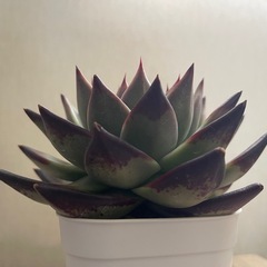 多肉植物 エケベリア ダークロード 黒魔王 大株の画像