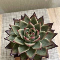 多肉植物 エケベリア ダークロード 黒魔王 大株の画像