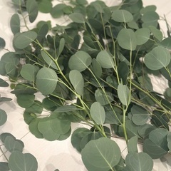  フレッシュ！生ユーカリの枝 🌿 花材・装飾に | 最長1m 4束セットの画像