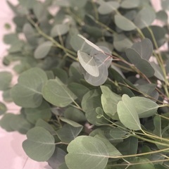  フレッシュ！生ユーカリの枝 🌿 花材・装飾に | 最長1m 4束セットの画像