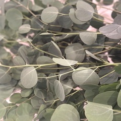  フレッシュ！生ユーカリの枝 🌿 花材・装飾に | 最長1m 4束セットの画像