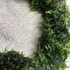 変形流木にウィローモスを巻き付けの画像