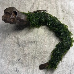 変形流木にウィローモスを巻き付けの画像