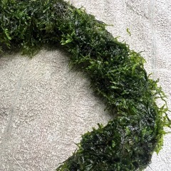 変形流木にウィローモスを巻き付けの画像