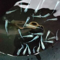 【めだか】　みゆき　未選別、稚魚～幼魚おまけ込み20匹セット、今年産まれの画像