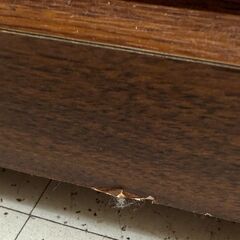 ✨️ジモティー割引✨️【ジャングルジャングル堺初芝店】 TV台　堺市（東区　西区　北区　南区　堺区　美原区）高石市　泉大津市　忠岡町　和泉市　松原市　大阪狭山市の画像