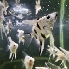 エンゼルフィッシュ　幼魚の画像