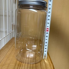 エンゼルフィッシュ　幼魚の画像