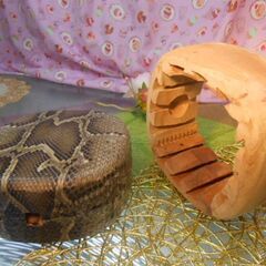 新品未使用現品販売13.500円　盛嶋開鐘蛇皮チーガ　　古典向け完成品の画像