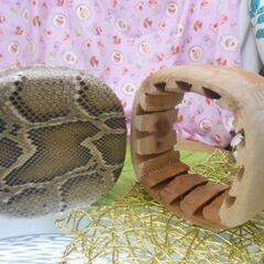 新品未使用現品販売13.500円　盛嶋開鐘蛇皮チーガ　　古典向け完成品の画像