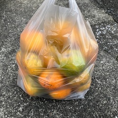 早生温州みかん5キロの画像