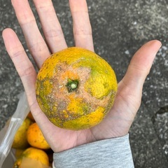早生温州みかん5キロの画像