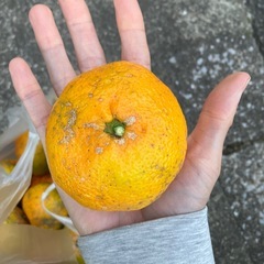 早生温州みかん5キロの画像