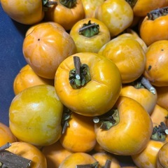 渋柿(干し柿用)の画像