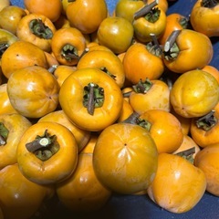 渋柿(干し柿用)の画像